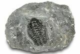 Phacopid (Adrisiops) Trilobite - Jbel Oudriss, Morocco #251625-2